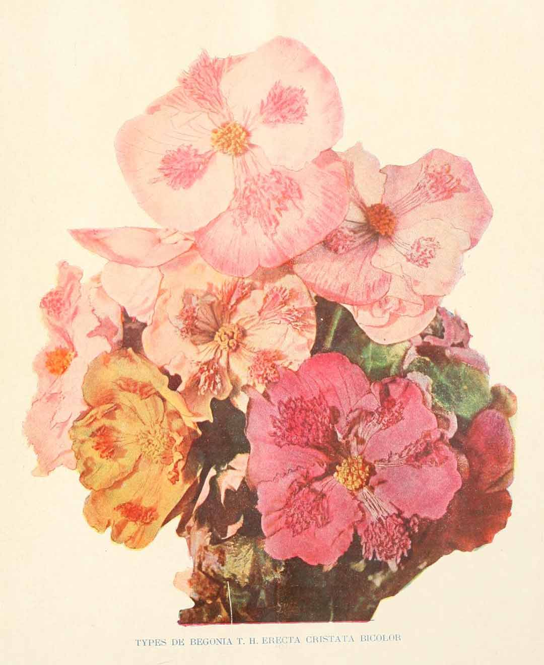 B. ‘Erecta Cristata Bicolor’